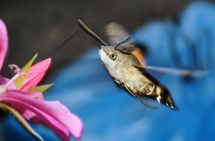 Macroglossum stellatarum